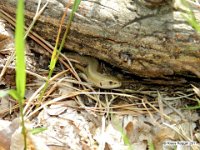 Waldeidechse (Zootoca vivipara) 1